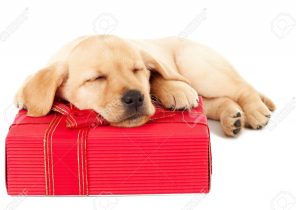 Cadeau de noel chiot