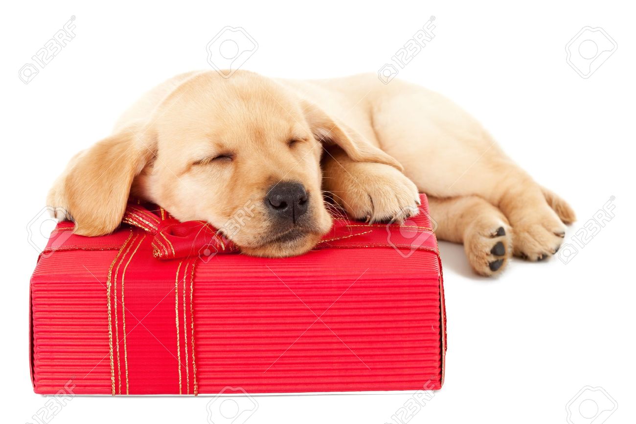 Cadeau de noel chiot