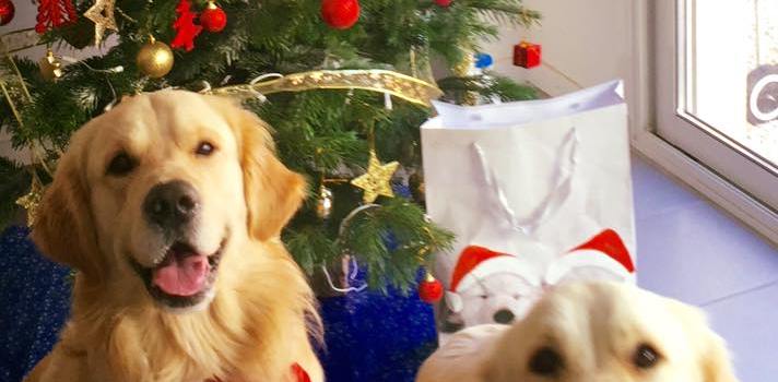 Cadeau noel pour mon chien