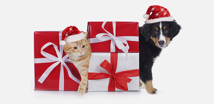 Noel chat cadeau