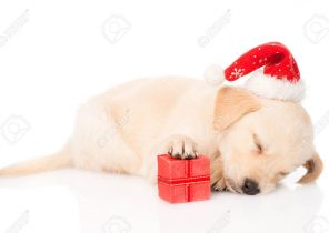 Chiot cadeau noel