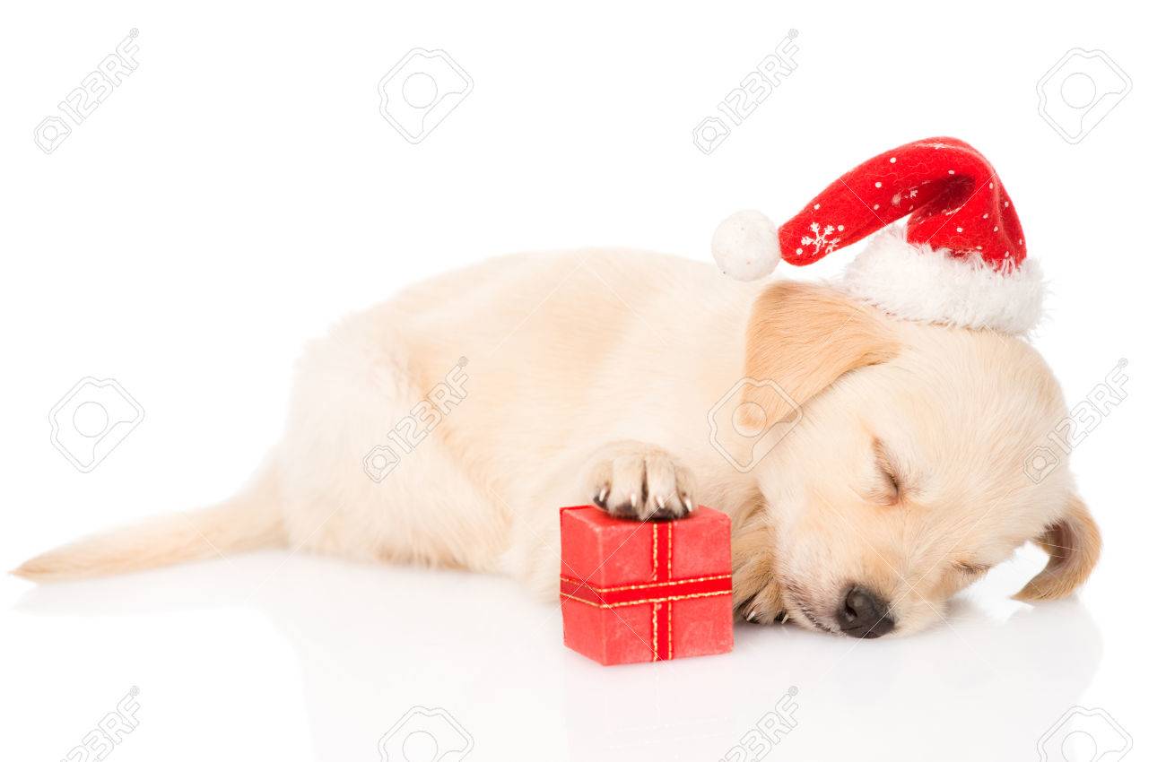 Chiot cadeau noel