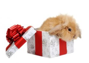 Lapin cadeau noel