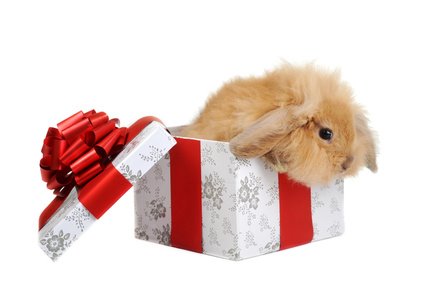 Lapin cadeau noel