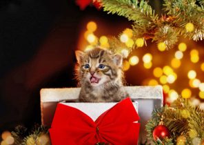 Idee cadeau noel chat