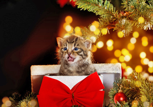 Idee cadeau noel chat