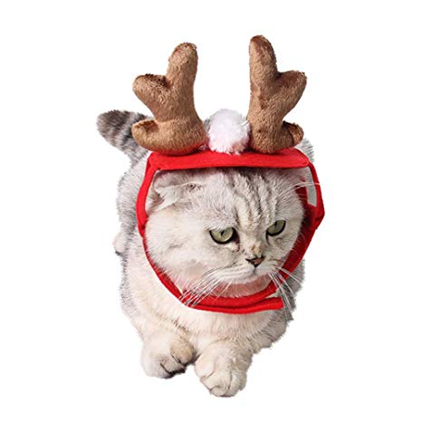 Cadeau de noel pour un chat