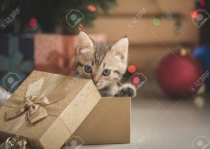 Chaton cadeau noel