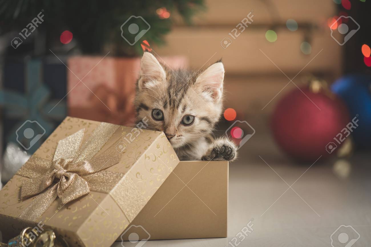 Chaton cadeau noel