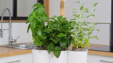 Plantes cadeau noel