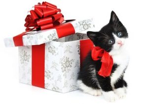 Cadeau de noel pour chats