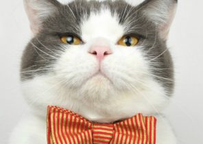 Cadeau de noel chat