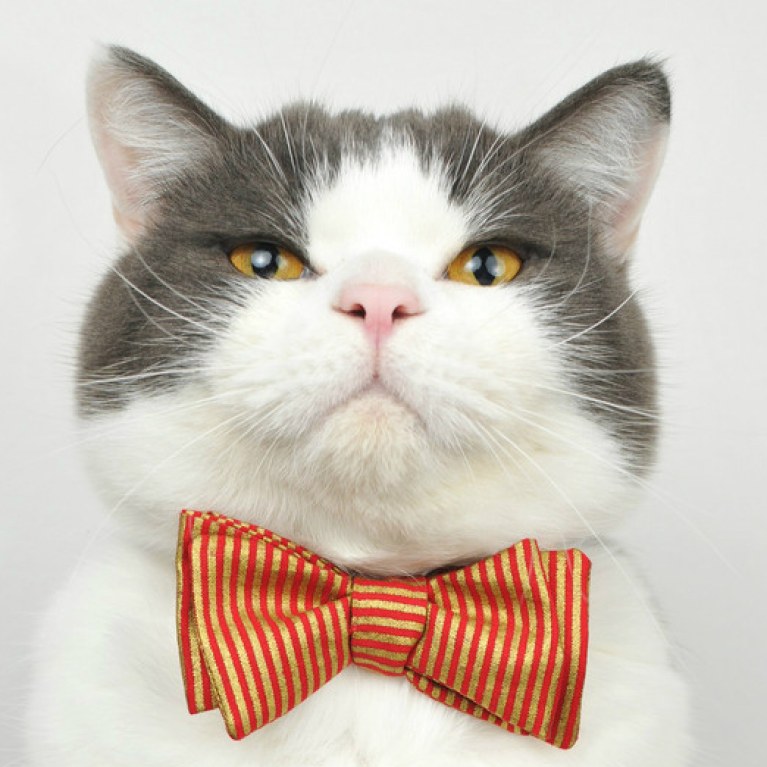 Cadeau de noel chat