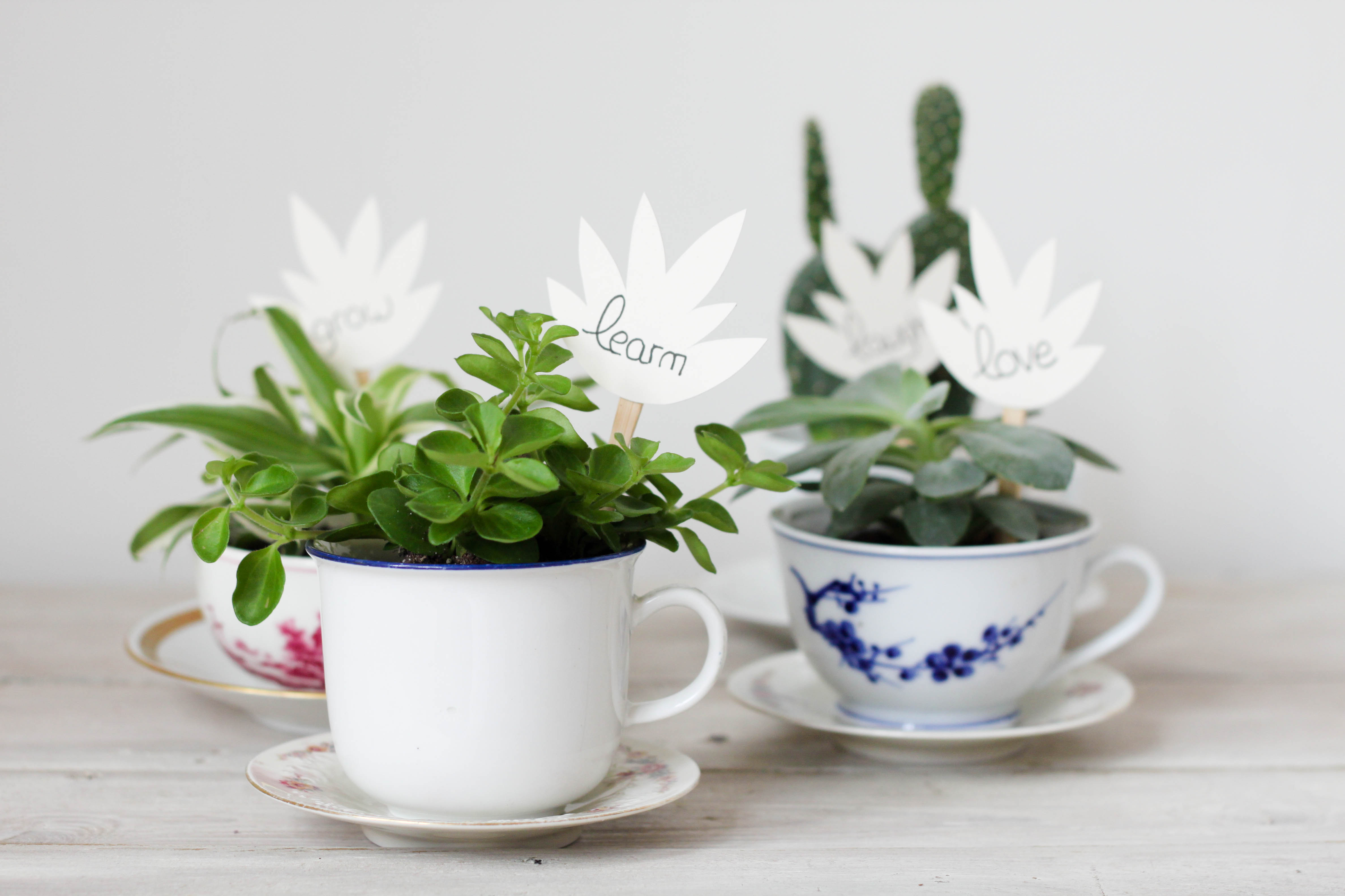 Idee cadeau noel plantes