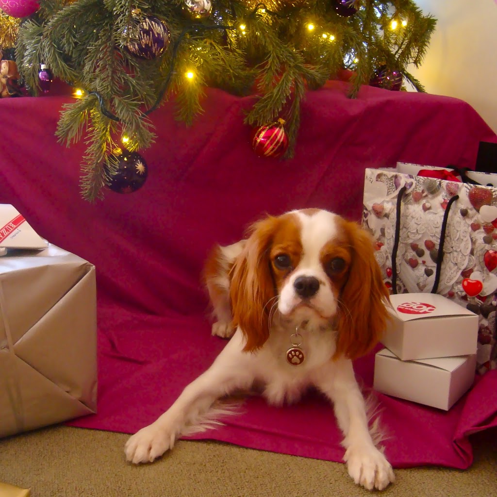 Cadeau noel pour mon chien