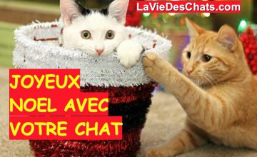 Joyeux noel chat cadeau