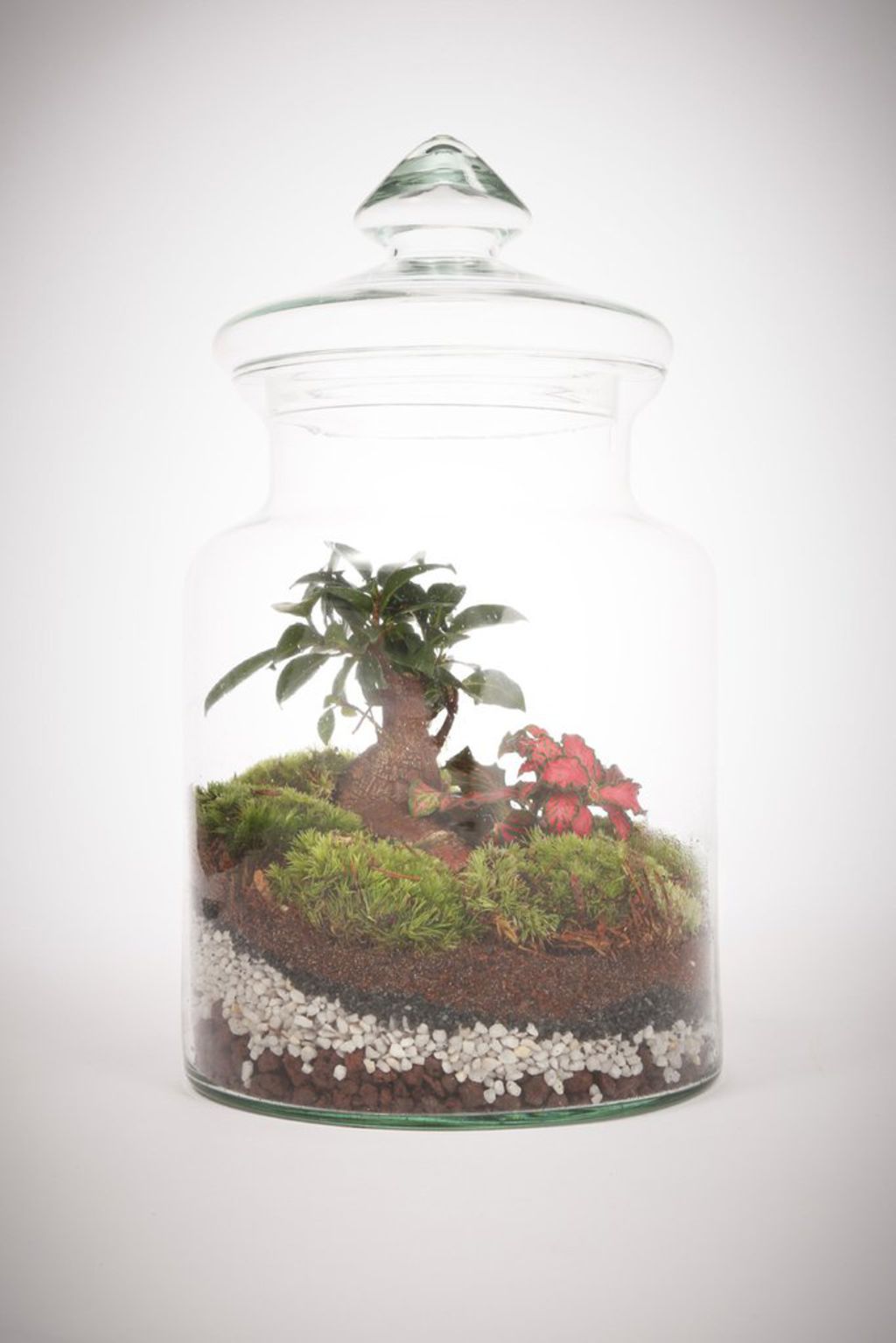 Cadeau de noel plantes