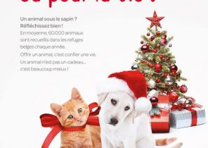 Un animal n&rsquo;est pas un cadeau de noel