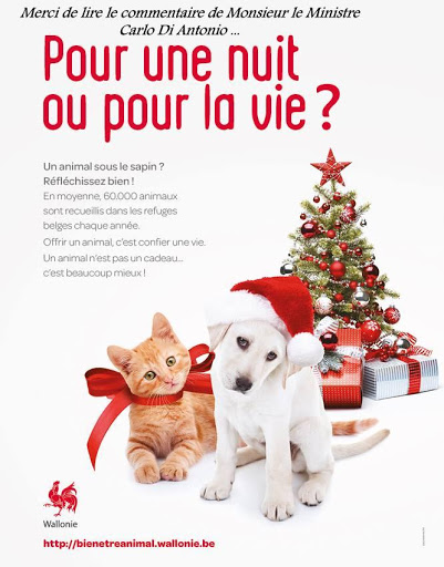 Un animal n'est pas un cadeau de noel