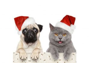 Cadeau pour chien noel