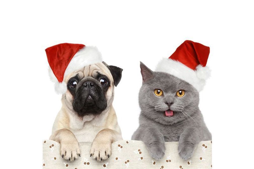 Cadeau chien pour noel