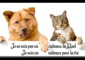 Un chien n&rsquo;est pas un cadeau de noel