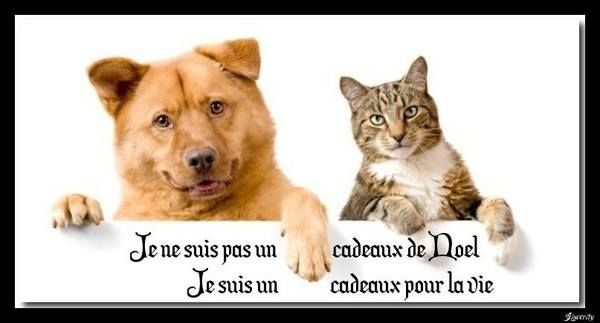 Un chien n'est pas un cadeau de noel