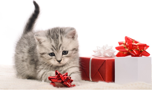 Idée cadeau noel pour chat