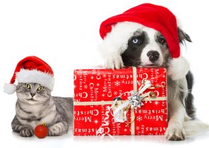 Cadeau de noël chat