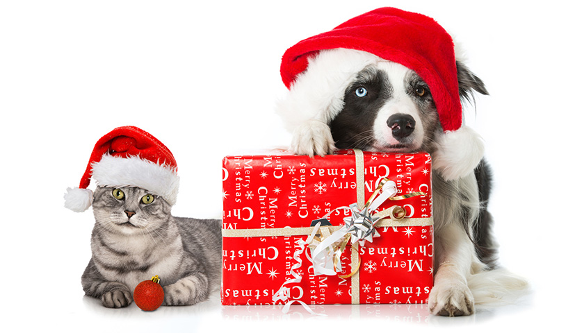 Cadeau de noël chat