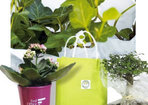 Cadeau noel plante