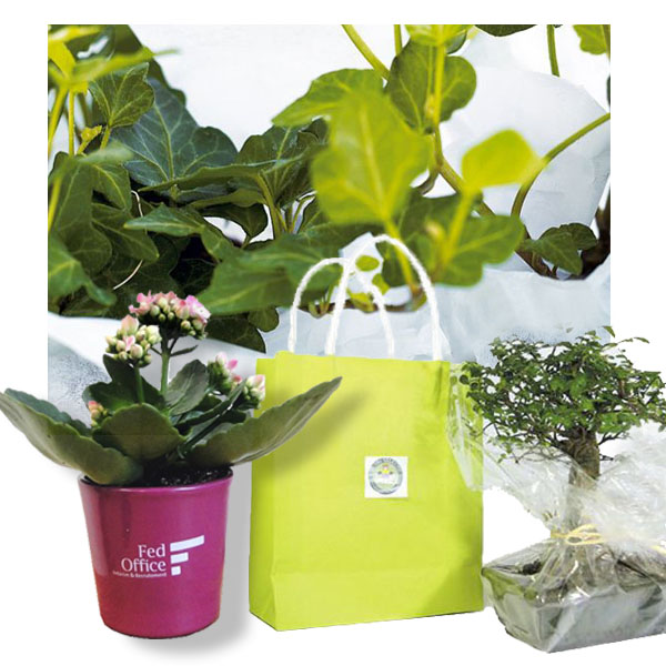 Cadeau noel plante