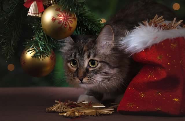 Idee cadeau noel pour chat