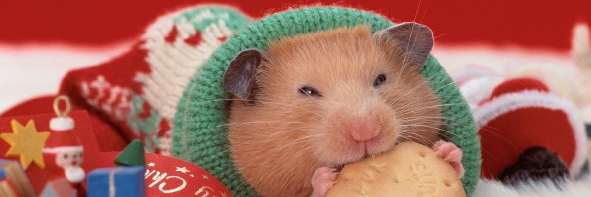 Cadeau de noel pour hamster