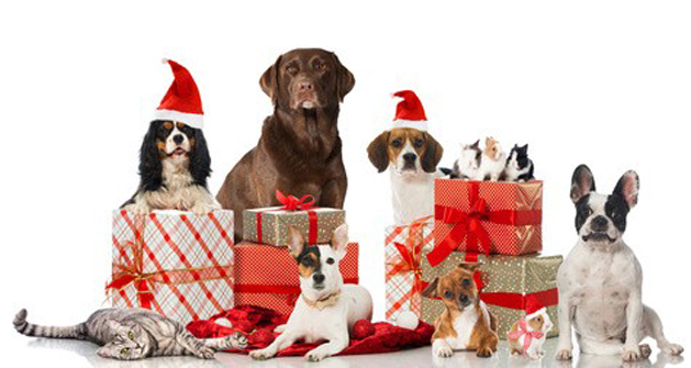 Quel cadeau de noel pour mon chien