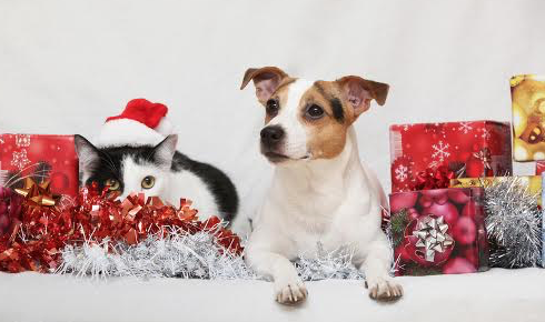 Chien noel cadeau