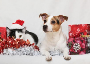 Cadeau noel chien