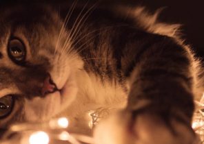 Cadeau de noel pour mon chat