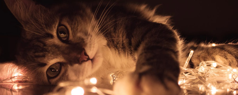 Cadeau de noel pour mon chat