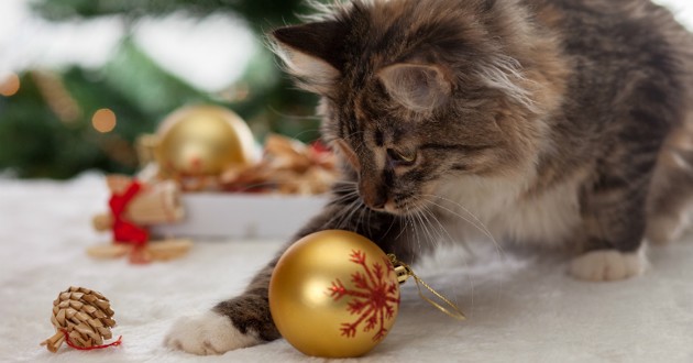 Idée cadeau noel chat