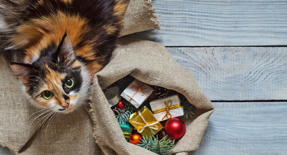 Cadeau de noel pour chien et chat