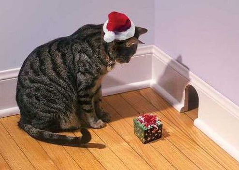 Chat cadeau de noel