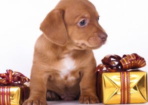 Cadeau de noel un chien