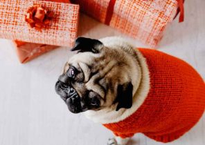 Chien en cadeau de noel