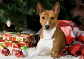 Cadeau animaux noel