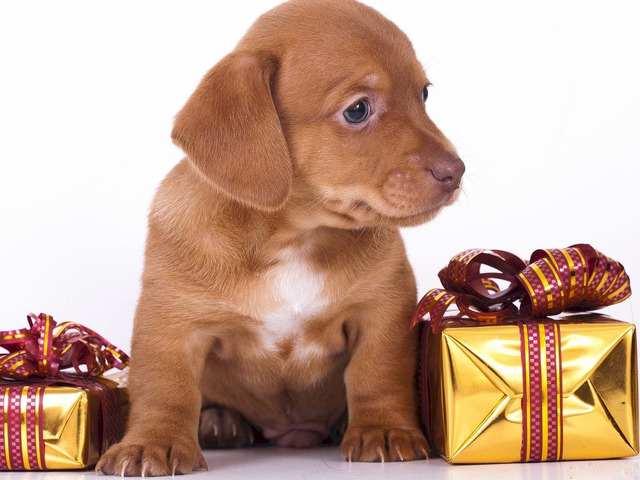 Cadeau de noel un chien