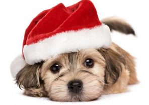 Chien cadeau de noel