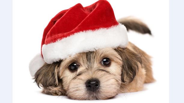 Chien cadeau de noel