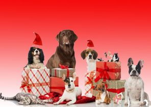 Cadeau noel chien jouet