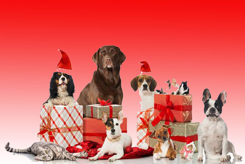 Cadeau noel chien jouet